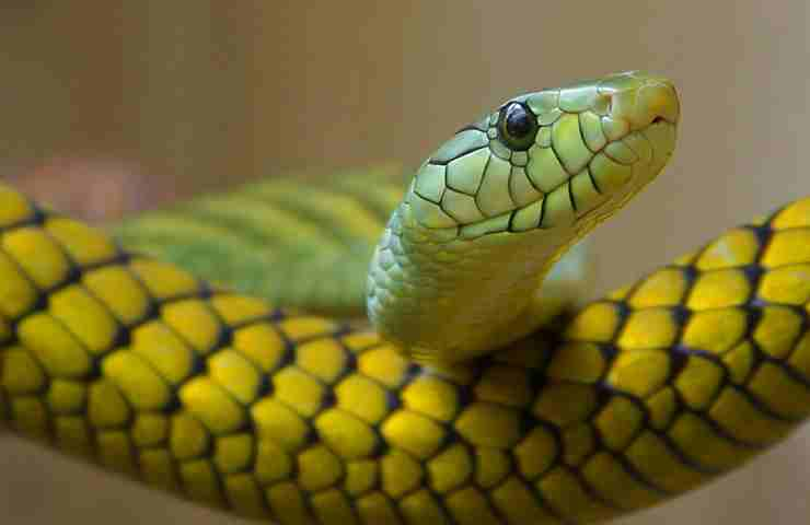 Serpente attacca un cucciolo