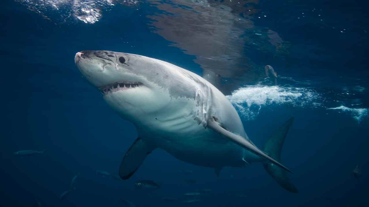 Video squali nuotano vicino surfisti