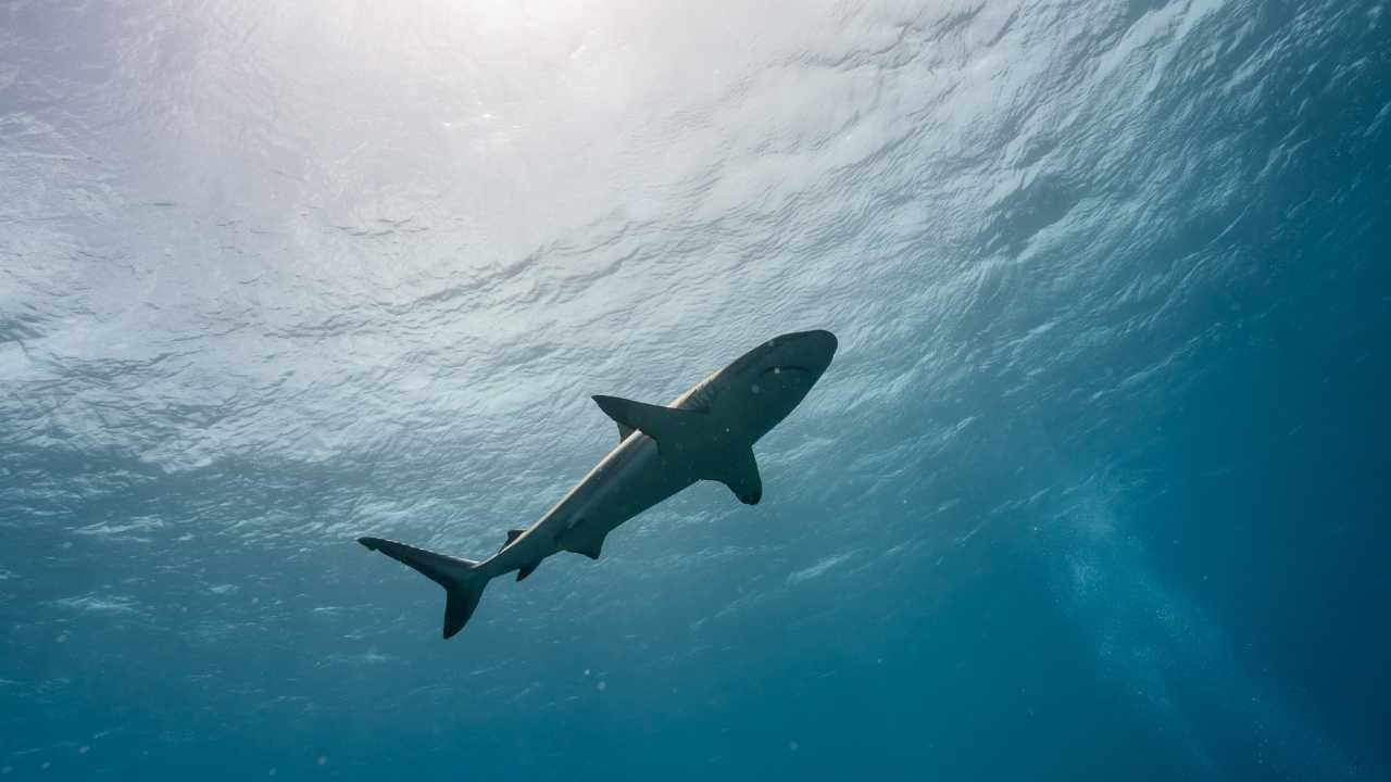 Florida squali attaccano ingerirebbero cocaina