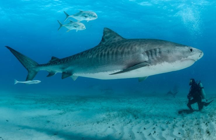 Squali bianchi che attaccano l'uomo, le statistiche