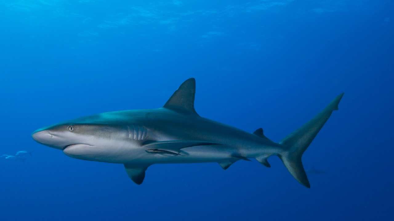 Usa leoni marini squali pericolosi