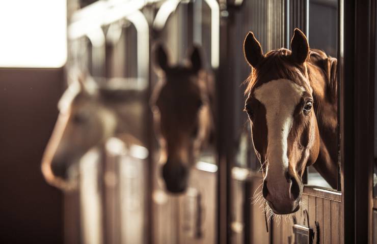 dove tenere un cavallo