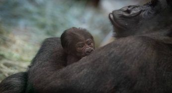 Sully, si è sempre pensato fosse un maschio ma poi partorisce