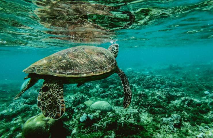 Nidi di tartarughe si cercano volontari all'Isola dell'Elba