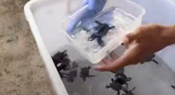 Tartarughe rilasciate in natura: buon esempio o solo business? Il VIDEO che fa discutere