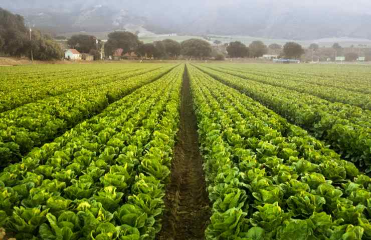 Situazione agricoltura California Mesopotamia