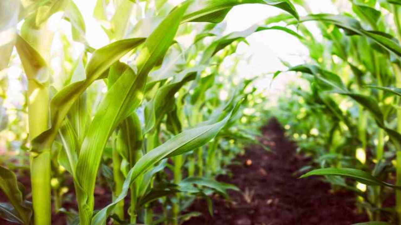 Agricoltura rigenerativa cosa consiste