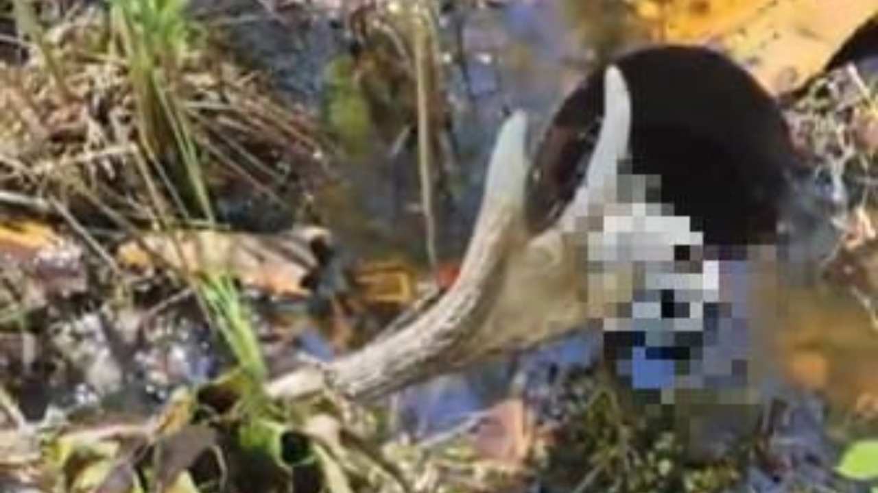 Hallazgo de un cráneo humano en un río: un descubrimiento impactante