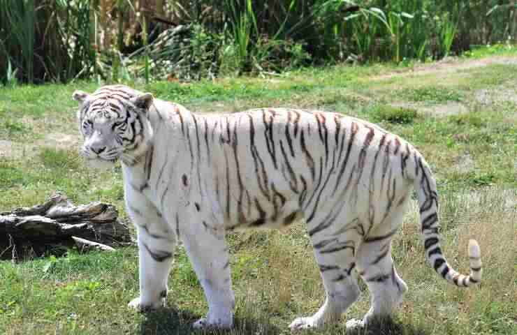 Cane vive gabbia tigri zoo
