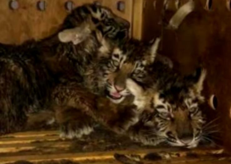 Tre cuccioli di tigre siberiana scoperti in box rimasta in aeroporto