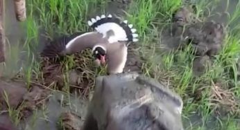 La mamma protegge i suoi piccoli dal trattore che sta per schiacciarli – VIDEO