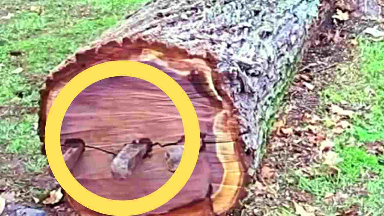 Cane poliziotto inizia ad abbaiare contro l'albero per un motivo agghiacciante