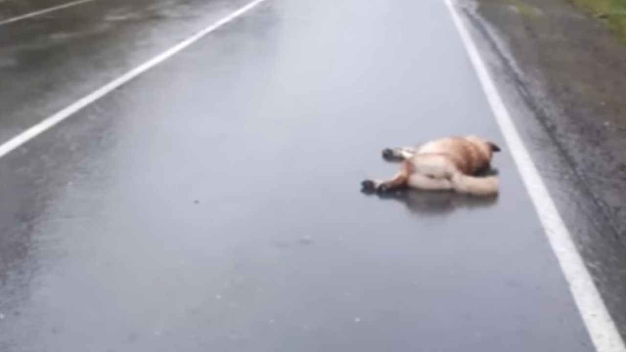cane salvato mezzo strada