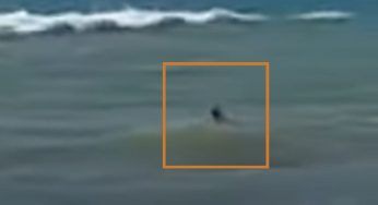 La corrente è troppo forte, non riesce più a tornare a riva: l’eroico salvataggio – VIDEO