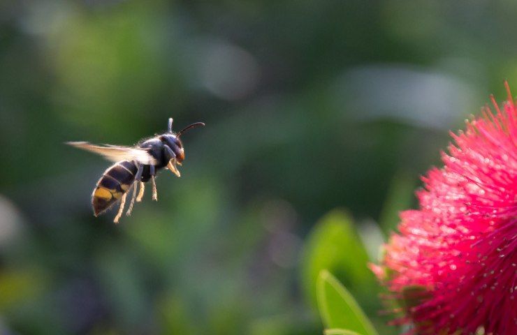 Vespa velutina pericoli