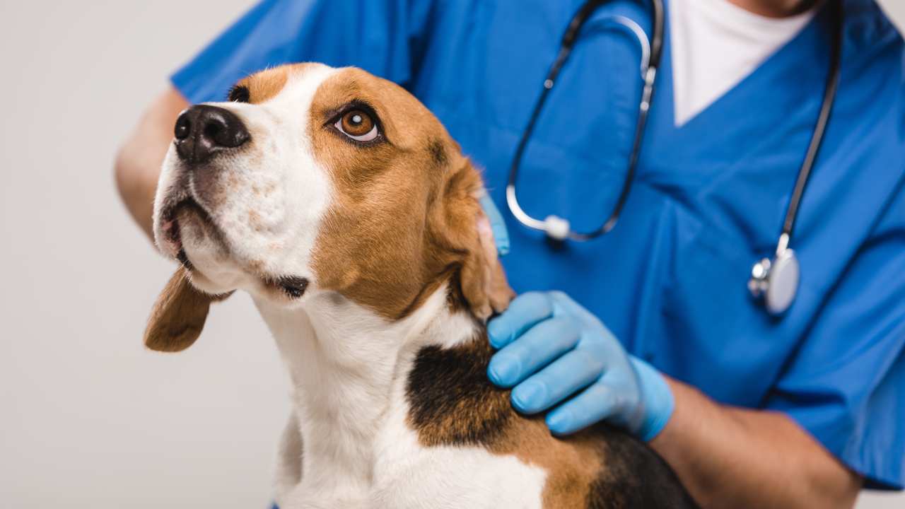 cane ha paura del veterinario