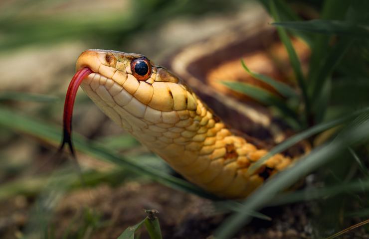 Si viene morsi da un serpente con maggiore frequenza quando fa caldo