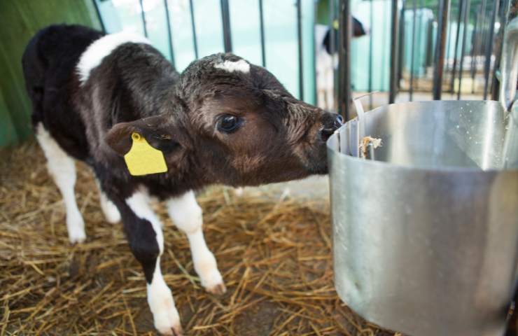 Mucca partorisce ed il numero di vitelli generati è sorprendente