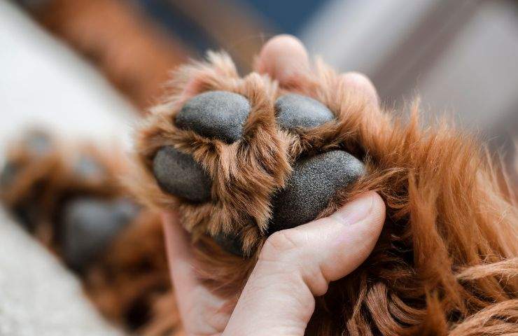 Passante nota castoro cane torrente