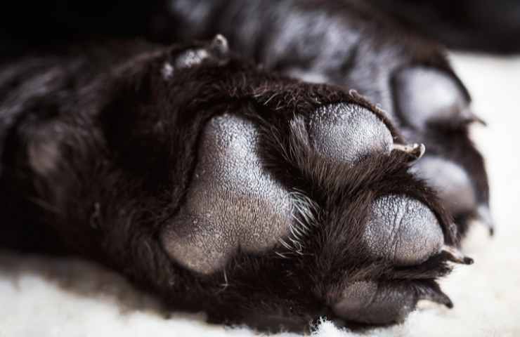 Cane sale auto non scende donna video