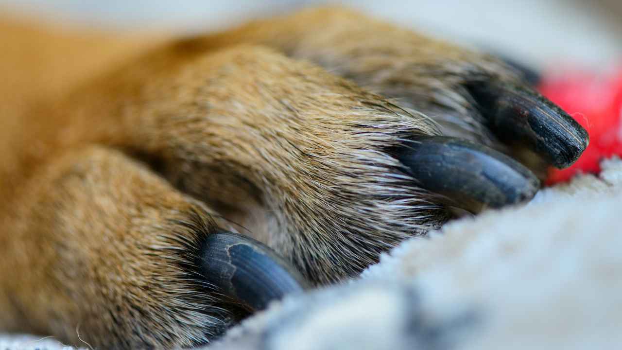 Cane salvato rifiuti video