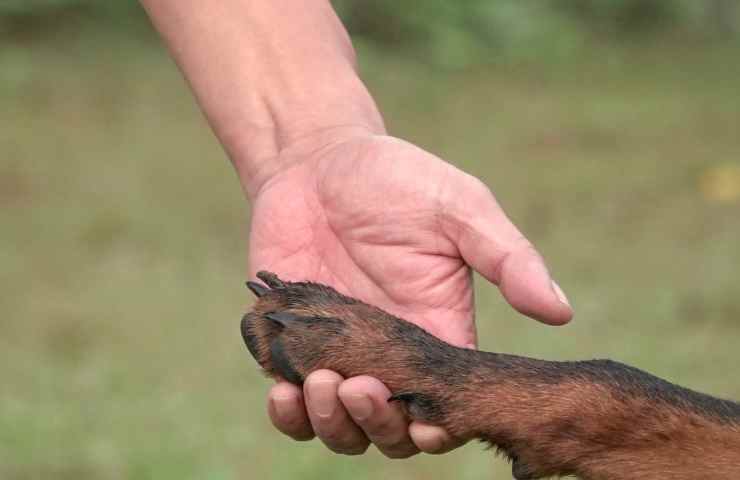 Cane ospedale barella padrone