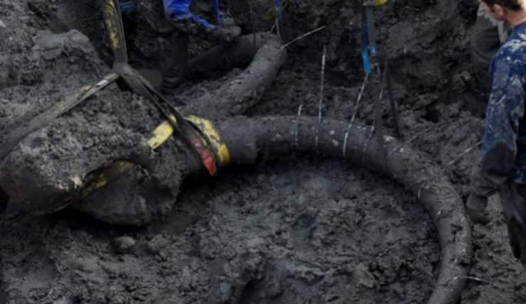 Agricoltore scopre mammut sepolto nel suo terreno