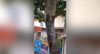 Dall’albero sgorga acqua pulita: i residenti gridano al miracolo – VIDEO