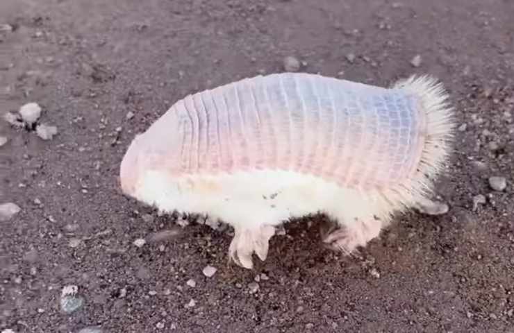 come è fatto un armadillo