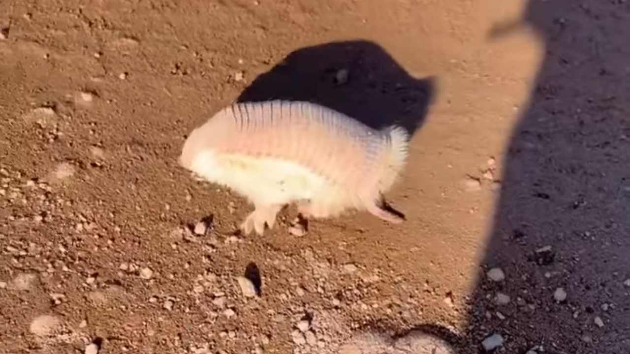 incontrato raro animale nel deserto argentino