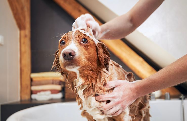 cagnolino bagnetto tiktok