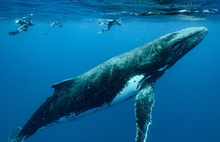 gruppo balene sardegna