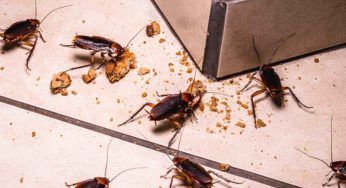 Schiaccia uno scarafaggio, poi la corsa in ospedale: cosa è accaduto