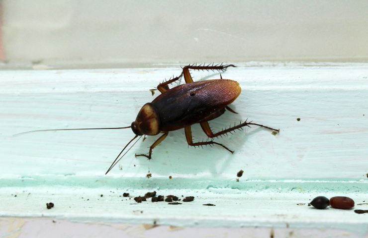 scarafaggio non calpestare