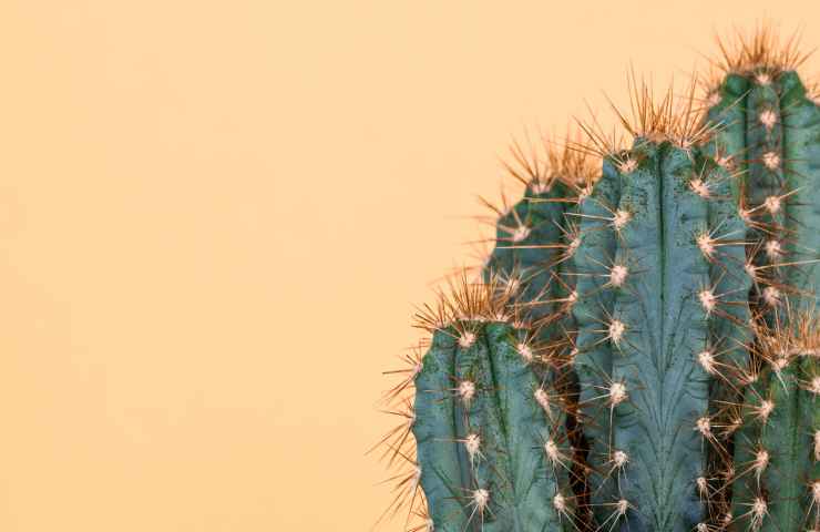 cura pianta cactus