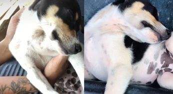 No, il bagno no! Il cucciolo si finge svenuto: lo spassoso VIDEO