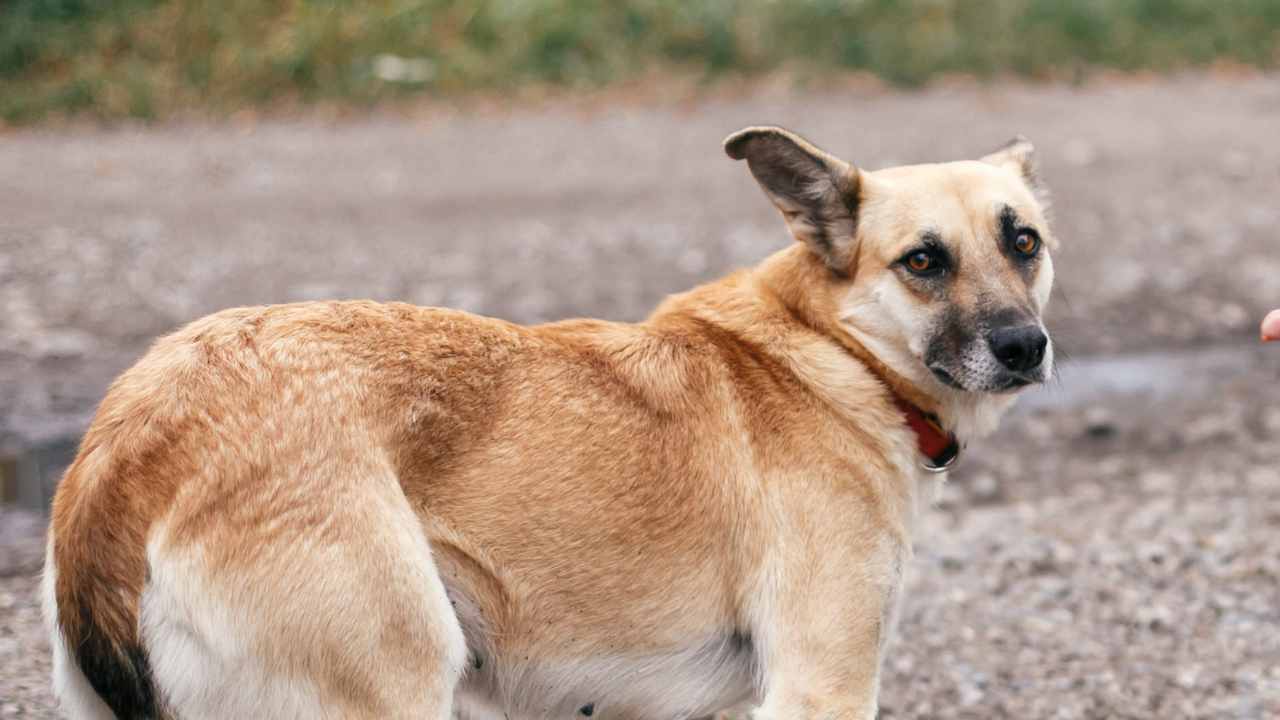 cane picchiato da un ragazzo gli altri cani lo difendono