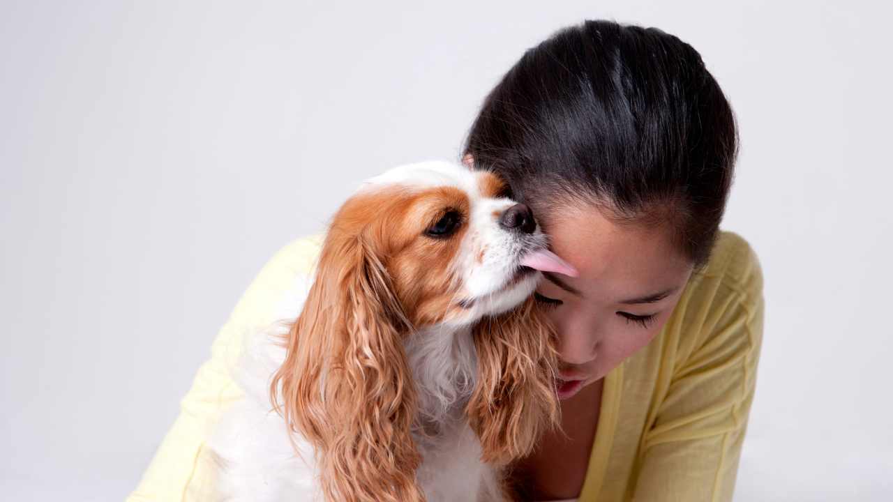 perchè non devi farti leccare dal cane