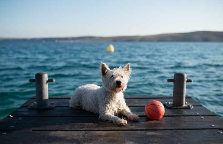 come andare al lago con il cane