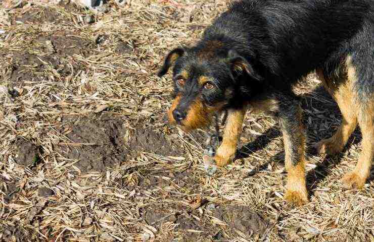 anche i cani randagi nel piano del governo sulla fauna