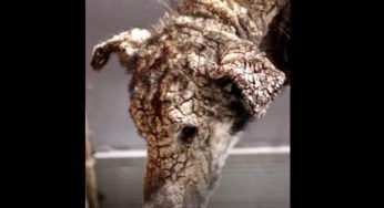 Cane pietrificato: una vita d’inferno che gli fa avere paura degli umani