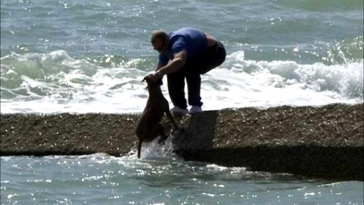 cane buttato in mare