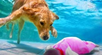 Si divertivano quando il bimbo cade in acqua: tutto sembrava perso poi un eroe si tuffa