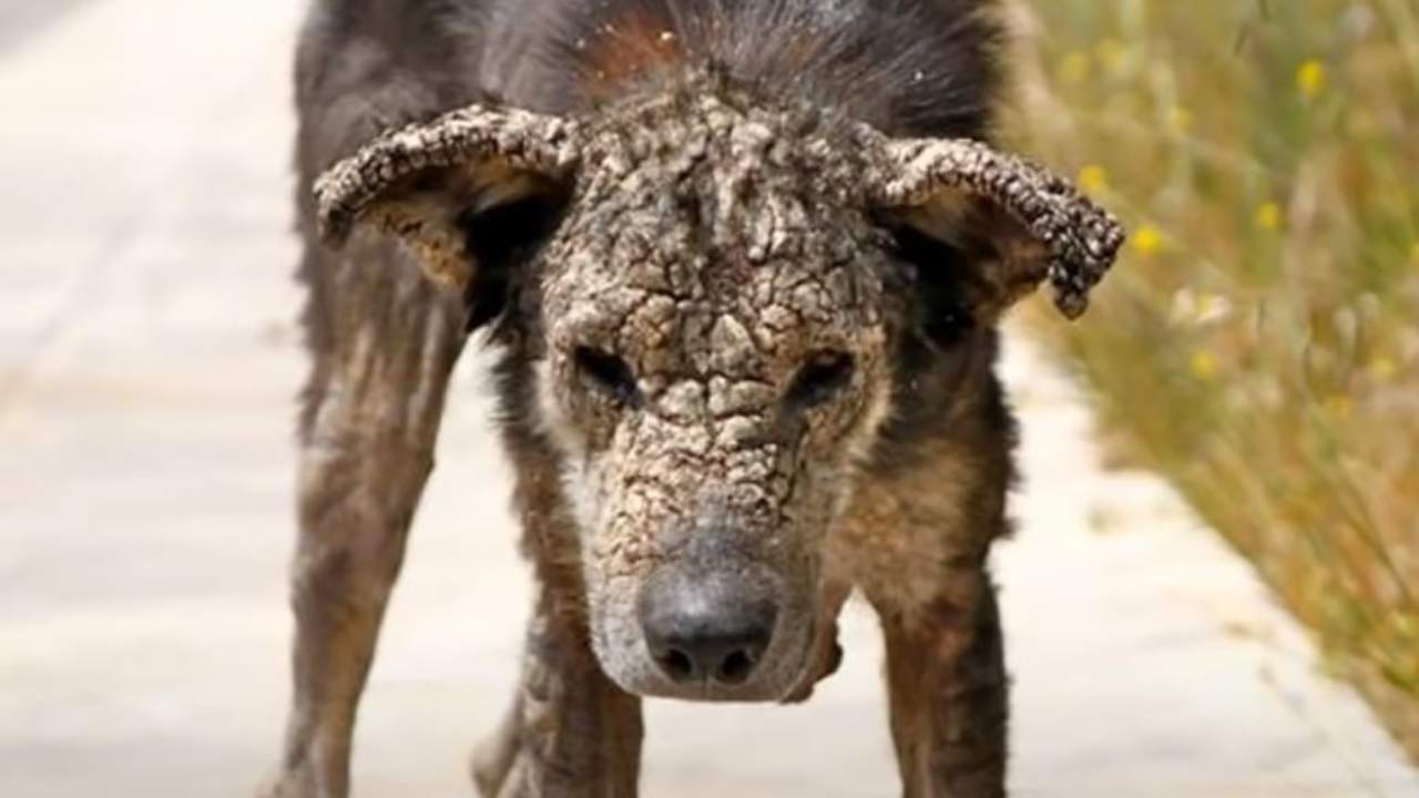 cane affetto da leshmaniosi