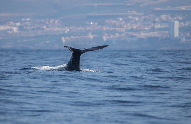 gruppo balene sardegna