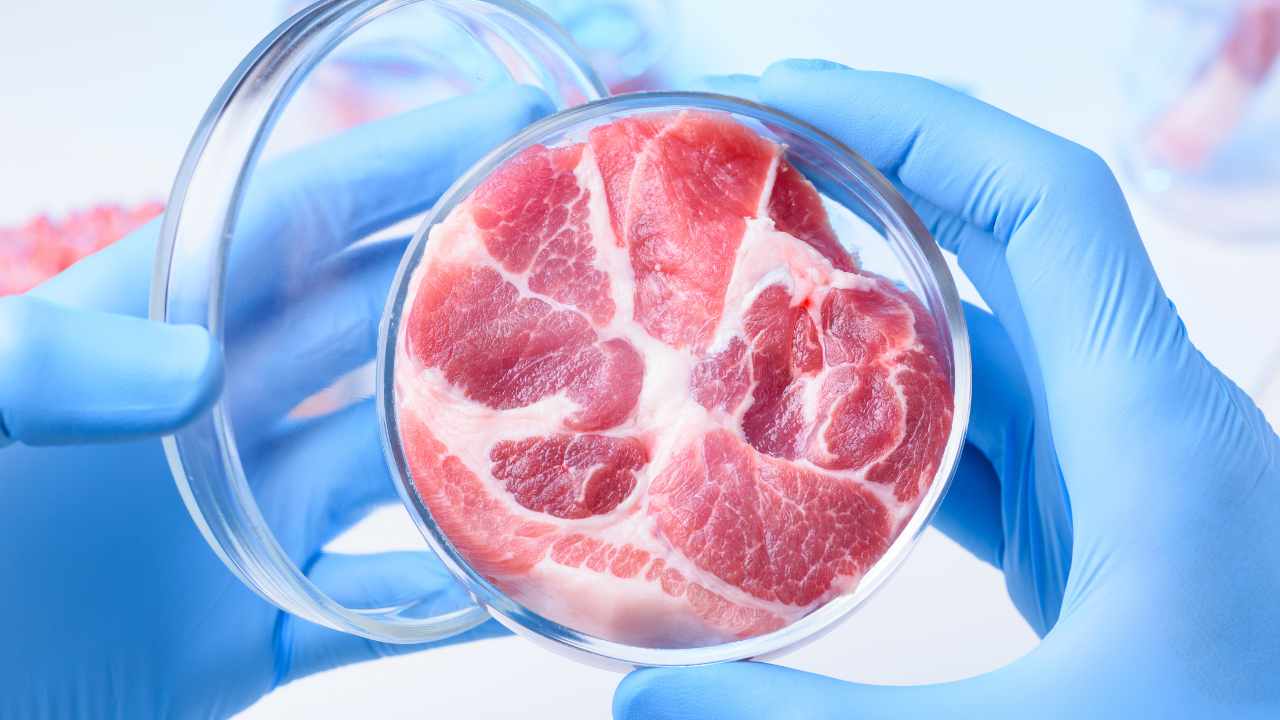 il governo dice no alla carne in laboratorio