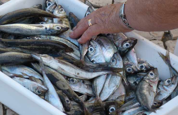 mercato del pesce quanto inquina