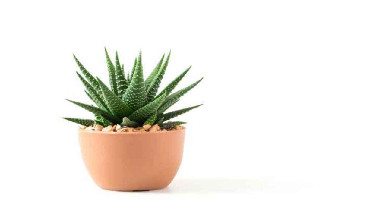 cura cactus in vaso
