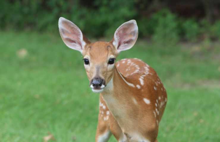 caccia pericolo animali