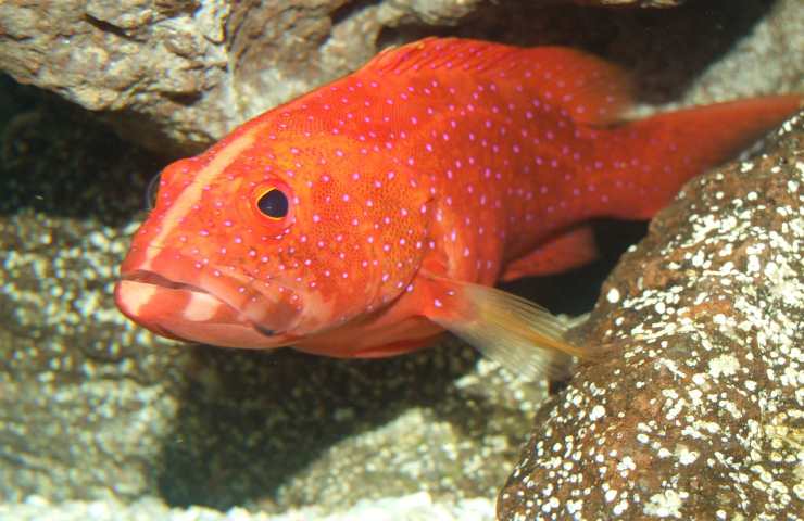 aumento presenza cernia rossa pesce pappagallo mediterraneo